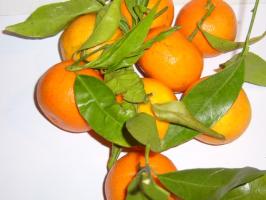 Tangerinenöl (*), ab 10 ml